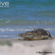 Illustration for article titled Sunday Crocodilian - Crocodylus porosus Edition